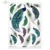 peacock, peacocks, peacock tail, peacock eyes, tren, feathers